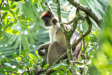 Red colobous in Bigodi