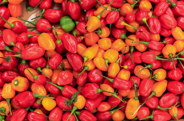 Red and yellow chili pepper