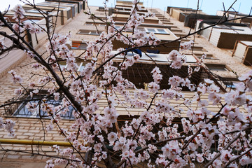 Branches of fresh cherry tree flowers in april with apartment building on background