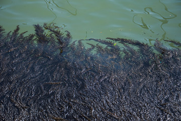  Seaweed,algae, and bubbles  in Venice, Italy ,2019