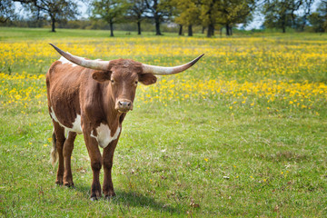 Texas longhorn on spring pasture