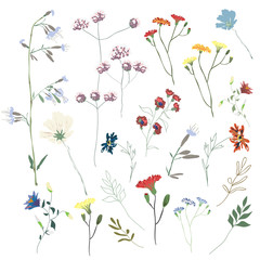 Big set botanic blossom floral elements. Branches, leaves, herbs, wild plants, flowers. Garden, meadow, feild collection leaf, foliage, branches. Bloom vector illustration isolated on white background