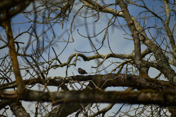 Etourneau dans l'arbre