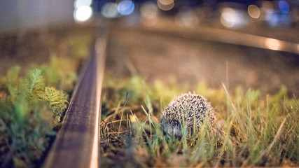 Hedgehog roaming around at night on the tram tracks
