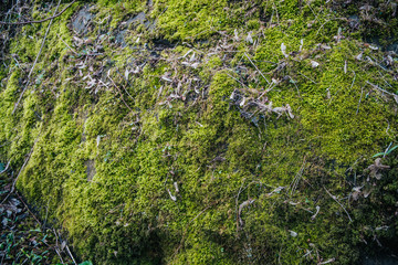 Green moss on stone