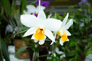 Fototapeta na wymiar Orchid fair