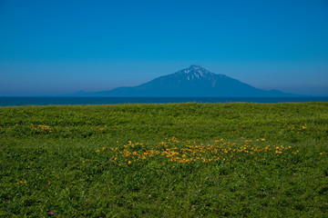 原生花園と利尻富士