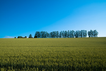マイルドセブンの丘