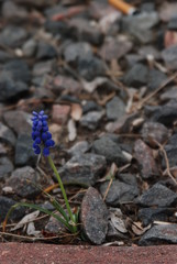 A Flower Among the Rocks