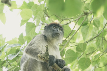 Red colobus in Uganda