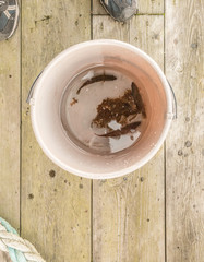 cuckoo wrasse in a bucket with water