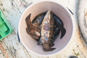 cuckoo wrasse in a bucket