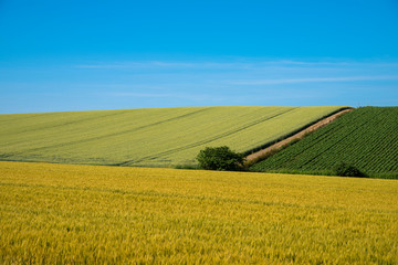 Naklejka premium 夏の麦畑