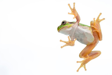 アマガエル 白背景