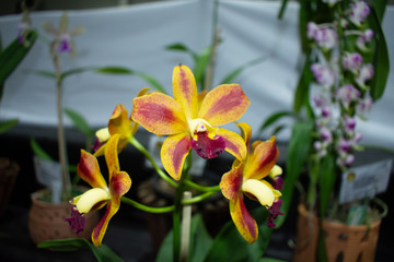 Orchid fair