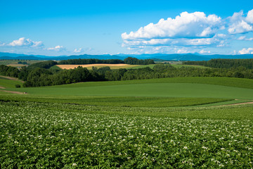 夏のジャガイモ畑