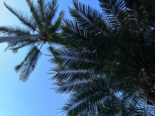 Palm trees seen from below with a perfect bluish sky