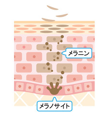 ターンオーバー　肌　断面図