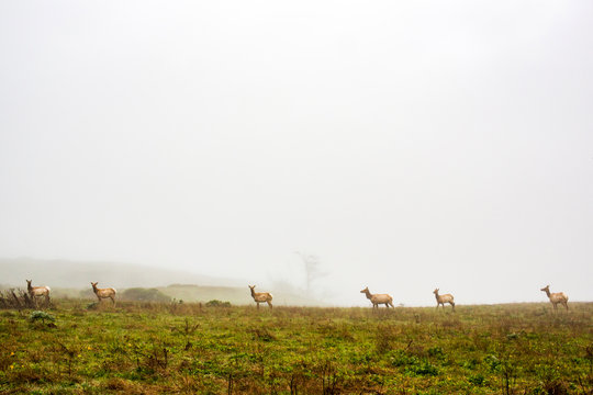 A herd of Elk grazing in a foggy field on Pt Reyes National Seashore.