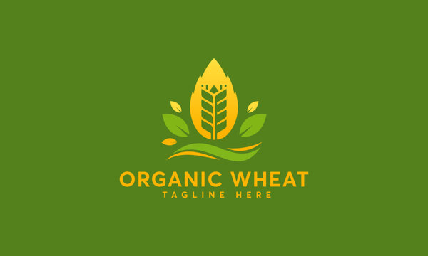 Organic Wheat Logo designs concept vector, Modern Wheat Grain symbol, Agriculture logo symbol