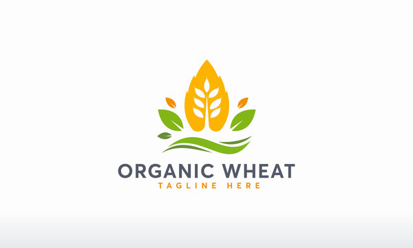 Organic Wheat Logo designs concept vector, Modern Wheat Grain symbol, Agriculture logo symbol