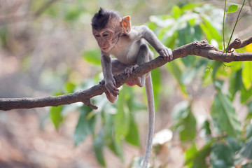 可愛いサル