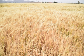 Arizona wheat ready for harvest