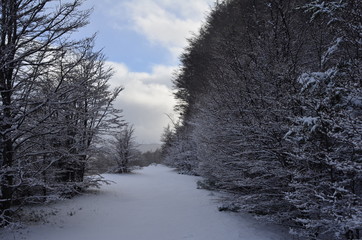 road in winter forest