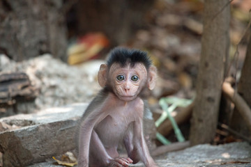 可愛いサル