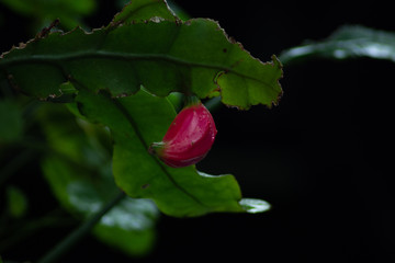 Queen of the night fruit
