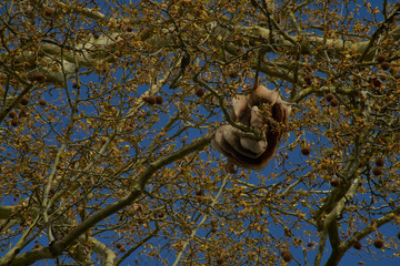 La ruche et ses alvéoles