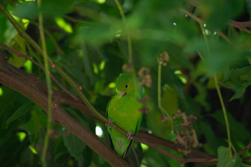 Plain parkeet bird