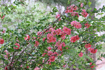 Obraz premium 모과나무 꽃