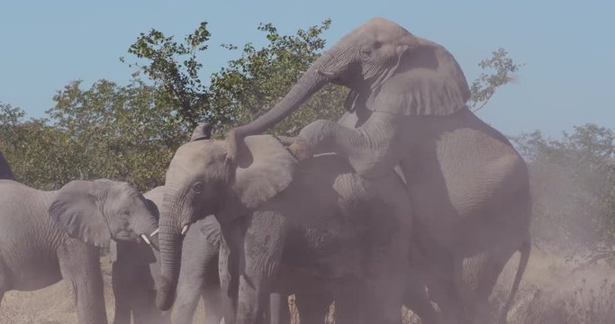 4K close-up view of a young bull elephant trying to mate surrounded by other elephants, Etosha National Park, Namibia