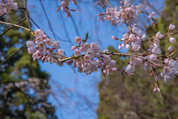 さくらの季節