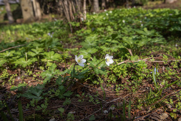 樹木公園のニリンソウ