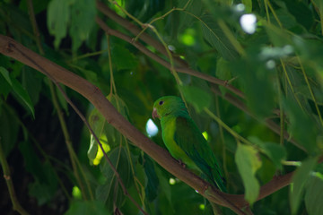 Plain parkeet bird