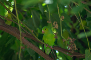 Plain parkeet bird