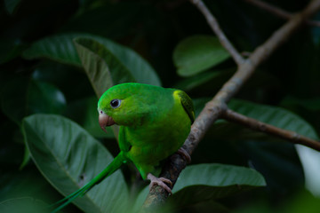 Plain parkeet bird
