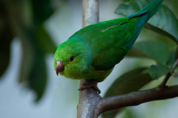 Plain parkeet bird
