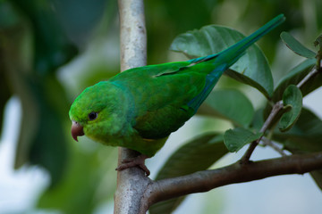Plain parkeet bird