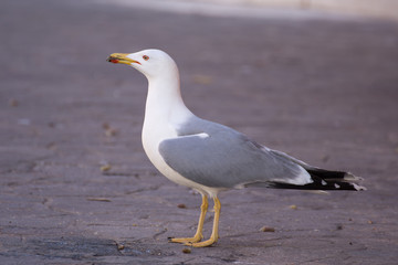 Sea gull profile