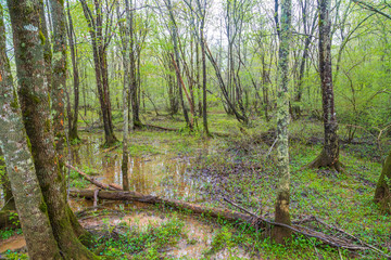 Flooded forest wetlands after days of heavy spring rains