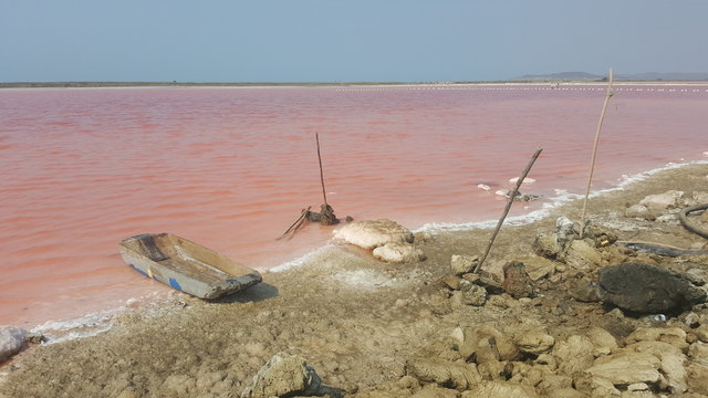 Galerazamba mar rosado