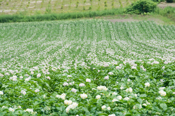白い花が咲いたジャガイモ畑