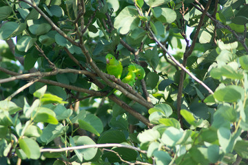 Plain parkeet bird