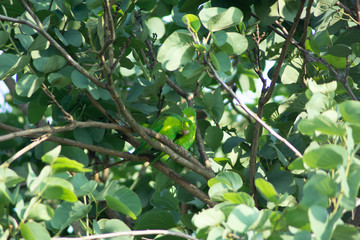 Plain parkeet bird