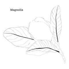 Magnolia and leaves, flower bud. Line art on white background. Botanical sketch, ink drawing. Hand drawn vector floral illustration