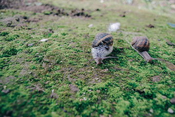 Snails