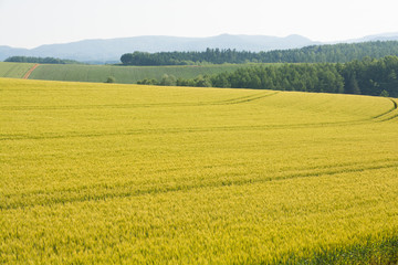 色づき始めた麦畑